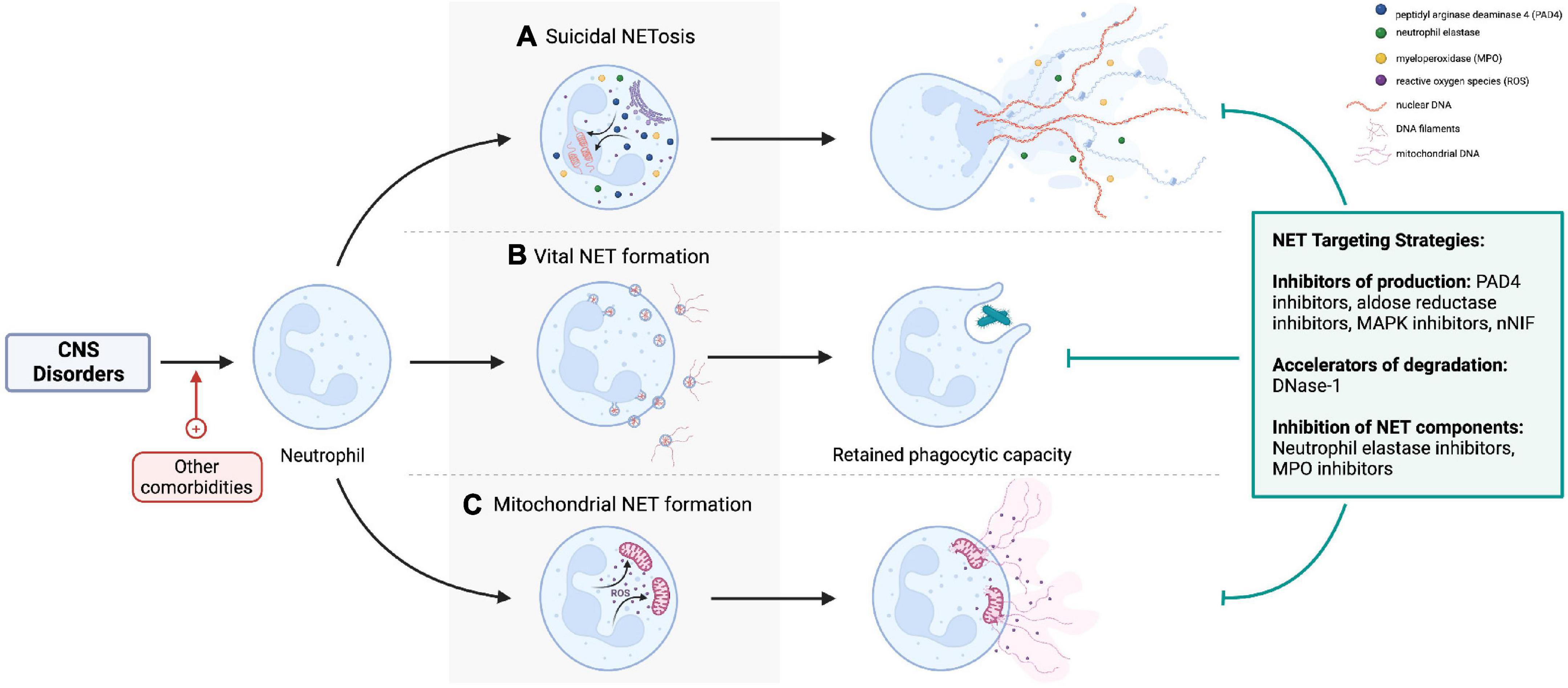 Neutrophil extracellular traps in central nervous system pathologies: A mini review